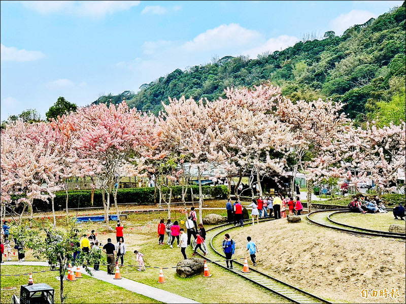 有「平地櫻花」美稱的花旗木綻放。（記者蔡宗勳攝）