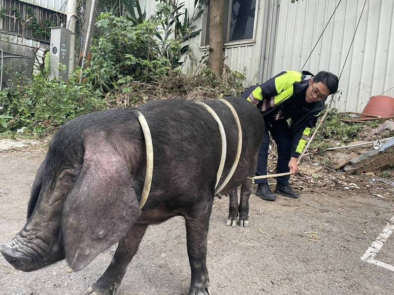 警方套住大黑豬，終於讓牠體力耗盡，不再掙扎。（圖由警方提供）