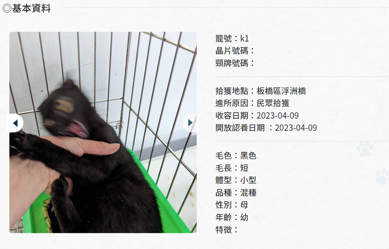 新北市板橋動物之家日前PO出一隻待領養的小黑貓的資料，其中小黑貓的一張殘影照意外掀起網友熱議。（圖擷取自新北市政府動物保護防疫處官網）