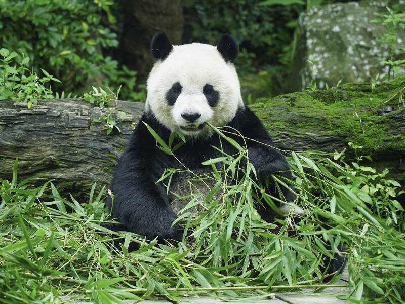 圓仔耳朵形狀最圓也最小、黑背心的寬度比較細且黑白交界處有近似V的弧形。 （台北市立動物園提供）