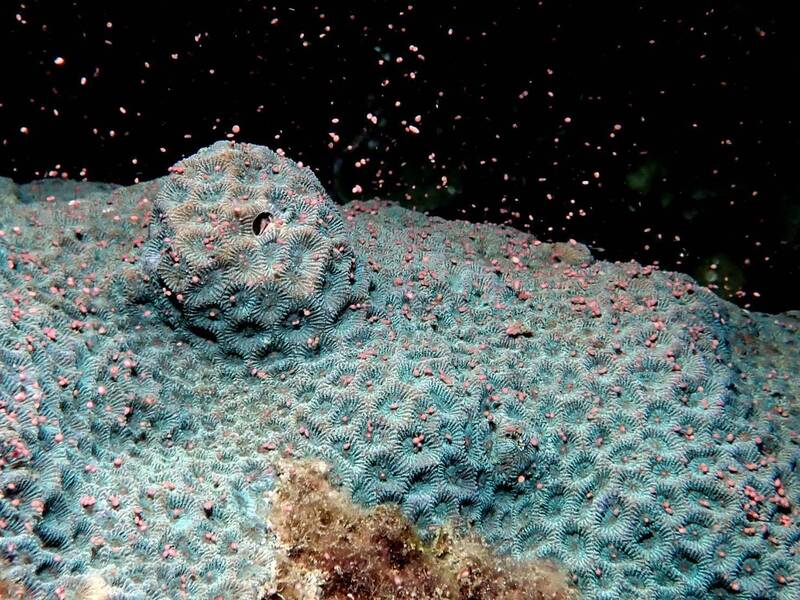 環菊珊瑚。（資料照，墾管處提供）