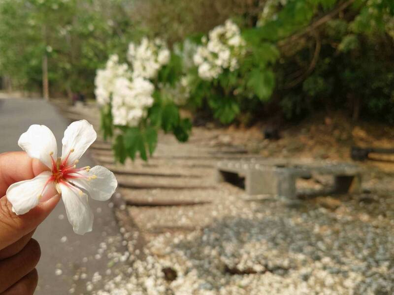 彰化八卦山油桐花大爆發,芬園鄉挑水古道下起「四月雪」。(圖由陳姓遊客提供) 彰化八卦山油桐花大爆發,芬園鄉挑水古道下起「四月雪」。(圖由陳姓遊客提供)
