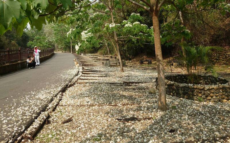 彰化芬園鄉挑水古道油桐花大爆發,彷彿下起四月雪,吸引遊客賞花拍照。(圖由陳姓遊客提供) 彰化芬園鄉挑水古道油桐花大爆發,彷彿下起四月雪,吸引遊客賞花拍照。(圖由陳姓遊客提供)