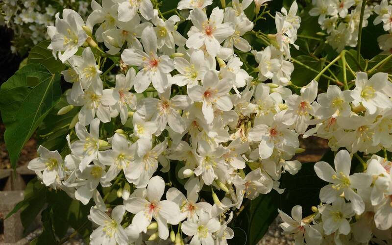 彰化芬園鄉挑水古道油桐花大爆發,雪白色花海相當浪漫。(圖由陳姓遊客提供) 彰化芬園鄉挑水古道油桐花大爆發,雪白色花海相當浪漫。(圖由陳姓遊客提供)