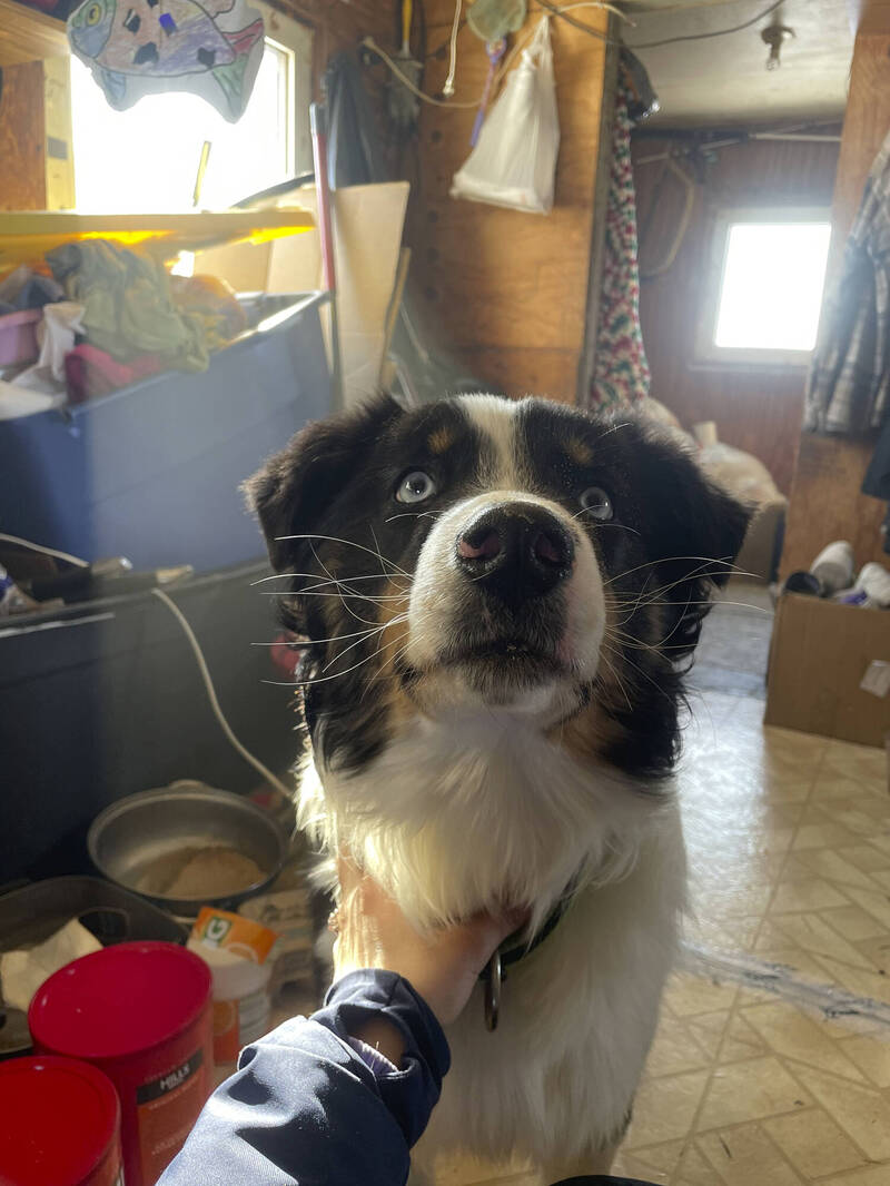 走失牧羊犬冰天雪地跋涉240公里  1個月後終於返家
