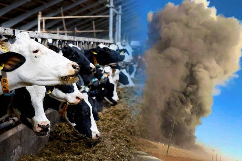 美國德州1間乳牛場10日發生爆炸起火，最終約有1.8萬頭乳牛被活活燒死。（取自推特、路透；本報合成）