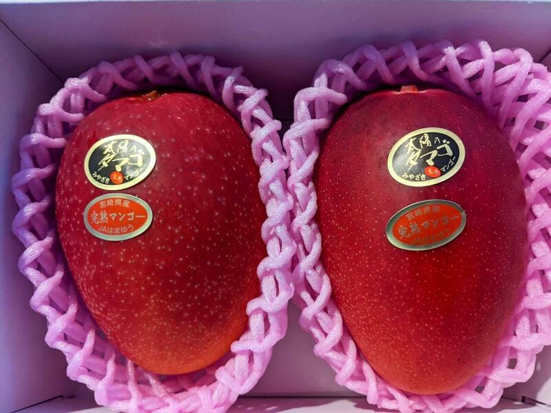 日本宫崎县知名芒果品牌「太阳之子」（太阳のタマゴ），在今年以一盒2颗要价60万日圆（约新台币13.2万元）的竞标价创下新纪录。（图撷取自@naganoya_yuta推特）(photo:LTN)