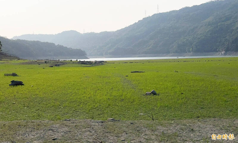 石門水庫建庫前原先沉沒的農地浮出水面，呈現青青草原景象，被稱為「夢幻草原」。（記者李容萍攝）