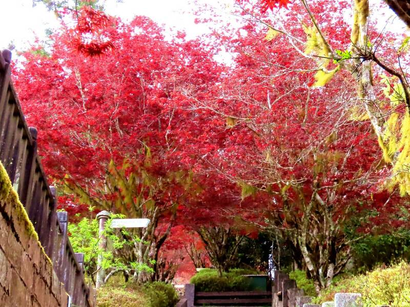 宜蘭太平山紫葉槭長出紫紅色新葉，展現楓紅般的美景。（圖由讀者提供）