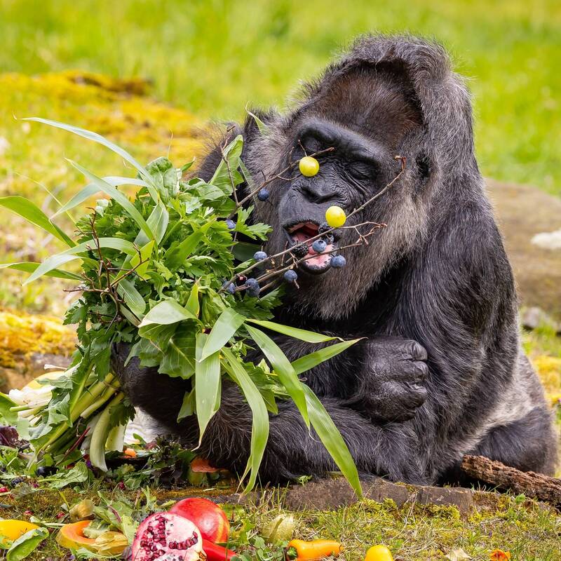 法杜是世上已知最老的大猩猩。（图撷自Zoo Berlin推特）(photo:LTN)