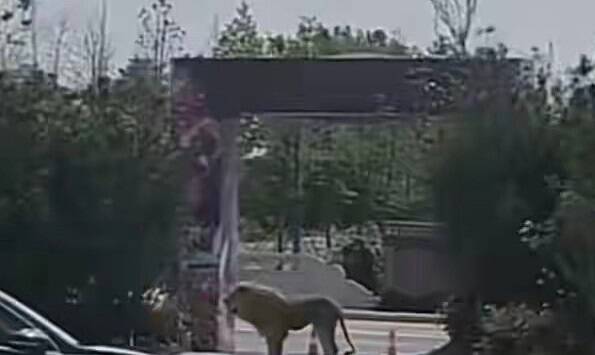 中国马戏团发生狮子脱逃事件，逃跑狮子一度在停车场闲晃。（取自网路）(photo:LTN)
