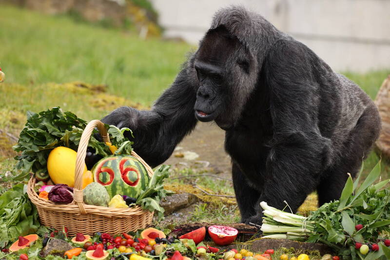 德国柏林动物园为全球最长寿大猩猩法杜欢度66岁生日。（欧新社）(photo:LTN)