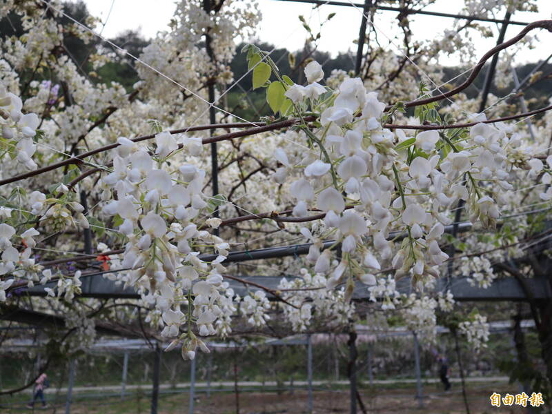 武陵農場紫藤園內的白藤，白藤花序較短，花朵純白，相當美麗。（記者歐素美攝）