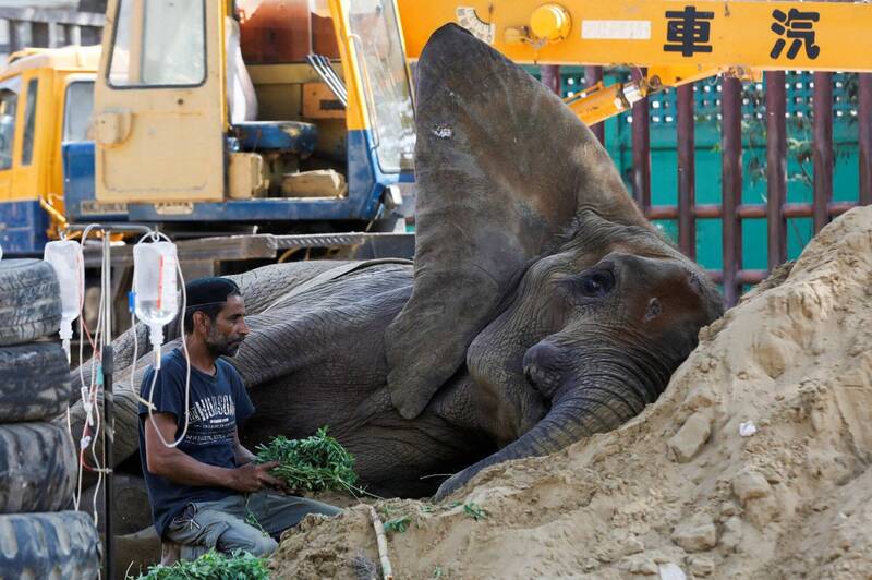 巴基斯坦卡拉奇動物園1頭17歲的非洲象杰漢，上週四不慎跌入池塘，目前病情危急。（路透）