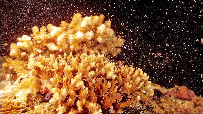 海生館打造「珊瑚方舟」，與企業合作培育選殖基因多樣性的珊瑚。（海生館提供）