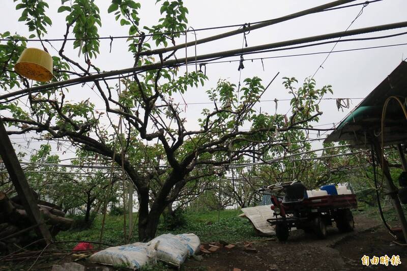 台中梨山山區降雨，果農鬆了一口氣。 （記者張軒哲攝）