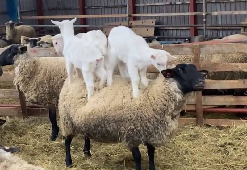 小羊瘋玩背上疊疊樂 網友幫淡定綿羊腦補心聲