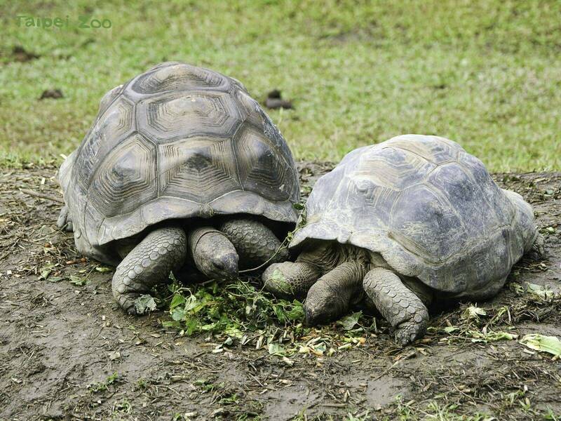 台北市立動物園長期宣導人類與生態環境和平共存的願景，將於4月22日世界地球日當天舉辦綠色園遊會。（詹德川提供）