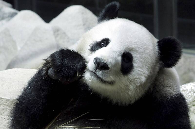泰國清邁動物園19日表示從中國租借的21歲的母貓熊「林惠」於18日離世，死因目前尚待調查。圖為貓熊林惠。（美聯社）