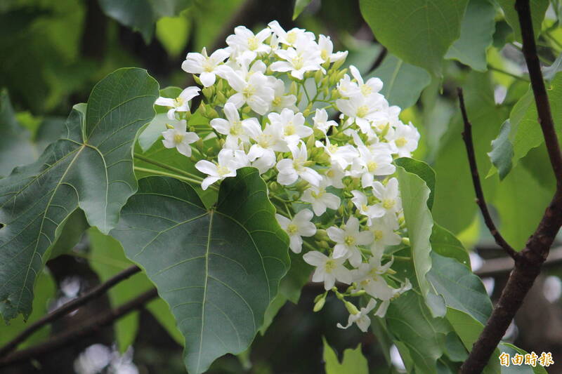 油桐花開了，新竹縣寶山鄉今年也卯足全勁抓全國遊客眼球，要辦4場輕旅行，每人包含交通、餐飲、手作課程、保險費用以及紀念品等，全部只要200元，2歲以下幼兒免費。（記者黃美珠攝）