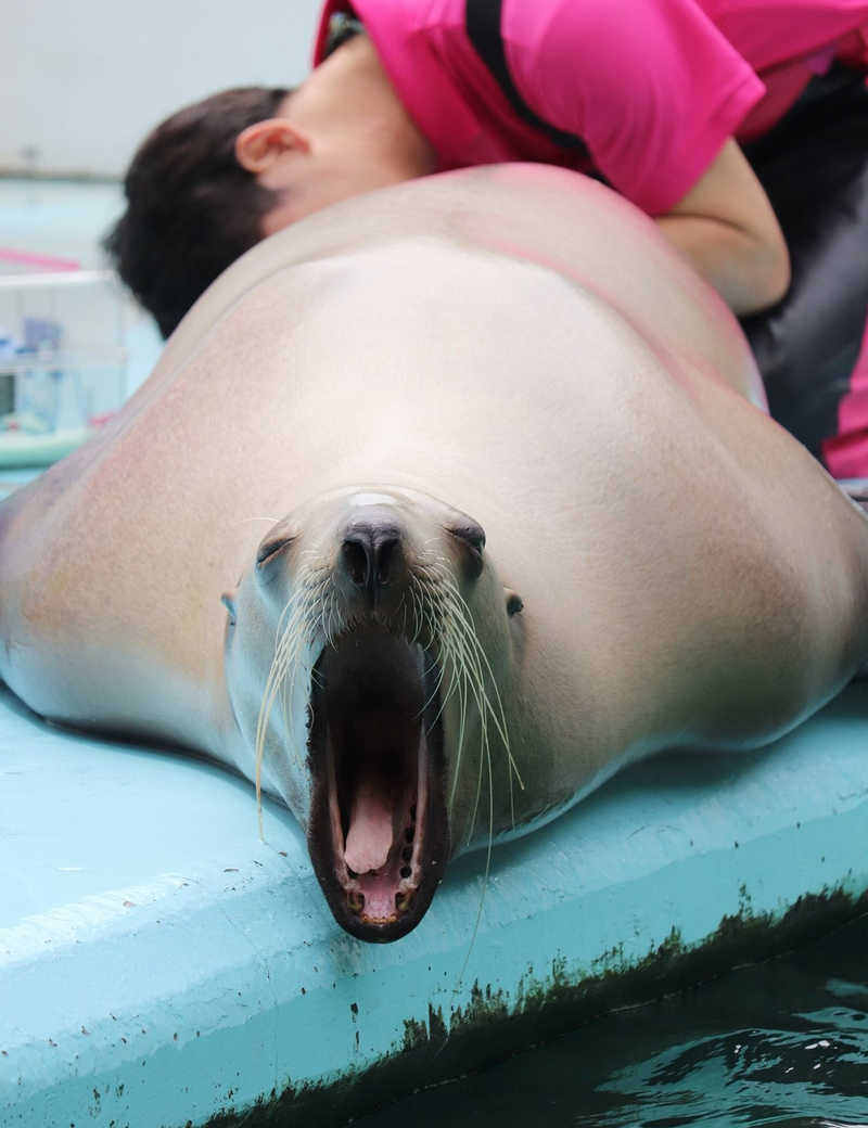 爽到凍未條？日水族館為海獅健檢 量肛溫「這表情」笑翻網友
