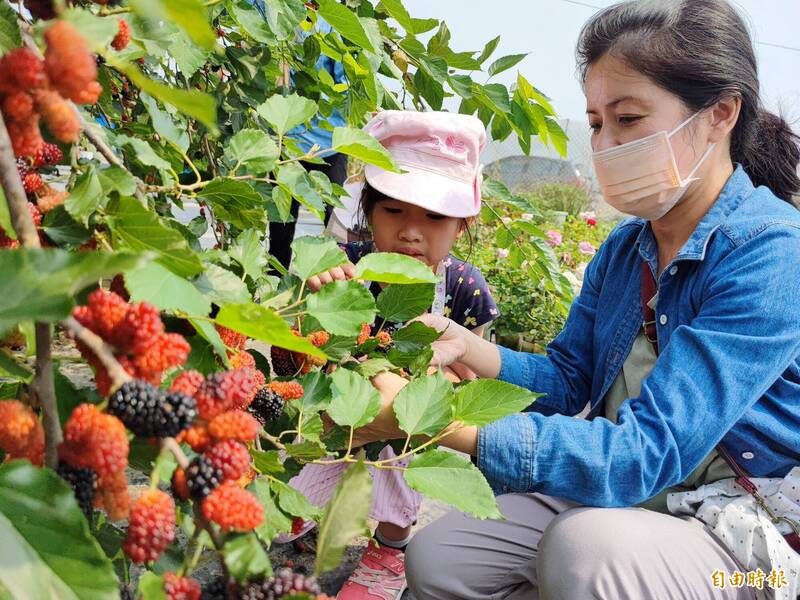 仁德區公所舉辦桑椹樂農遊活動，親子一起觀光採果。（記者吳俊鋒攝）