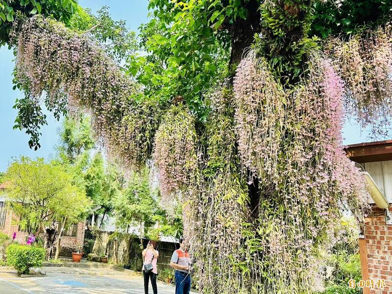 嘉義石斛蘭花爆經風雨摧殘，仍有可觀花況。（記者蔡宗勳攝）