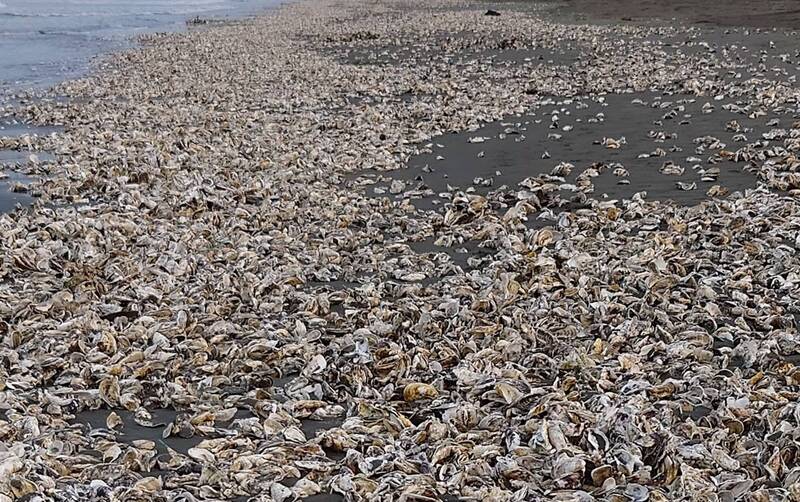 受到西南氣流影響，台江國家公園四草海岸堆滿了被大浪打上岸的牡蠣，蚵民損失慘重。（李進添提供）