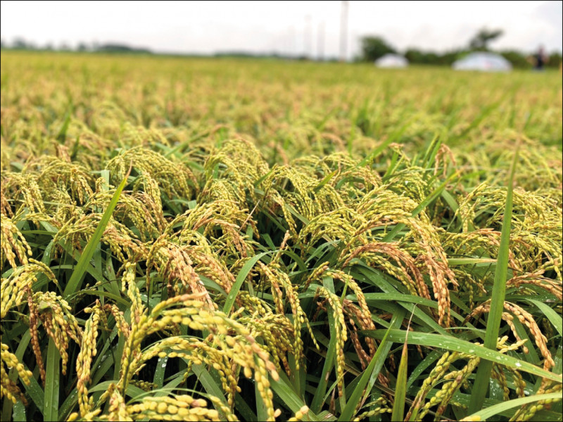 The Global Rice Shortage May Be Serious This Year Food And Agriculture