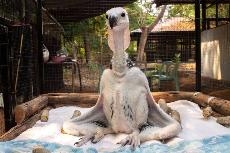 呵叻動物園經過近20年的努力，今年3月首次達成亞洲王鷲的繁育工作。（路透）