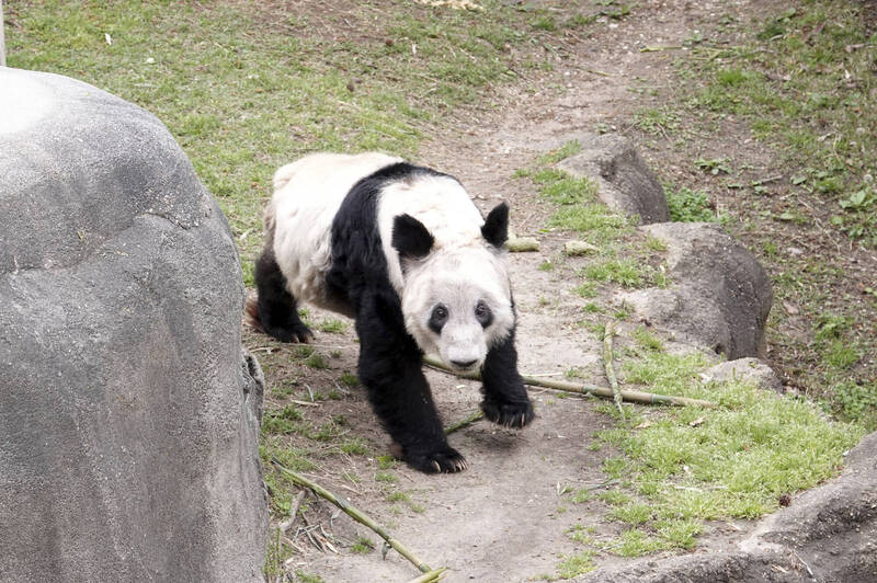 在美國孟菲斯動物園生活的大貓熊「丫丫」，將於當地時間26日中午啟程返回中國。（美聯社）