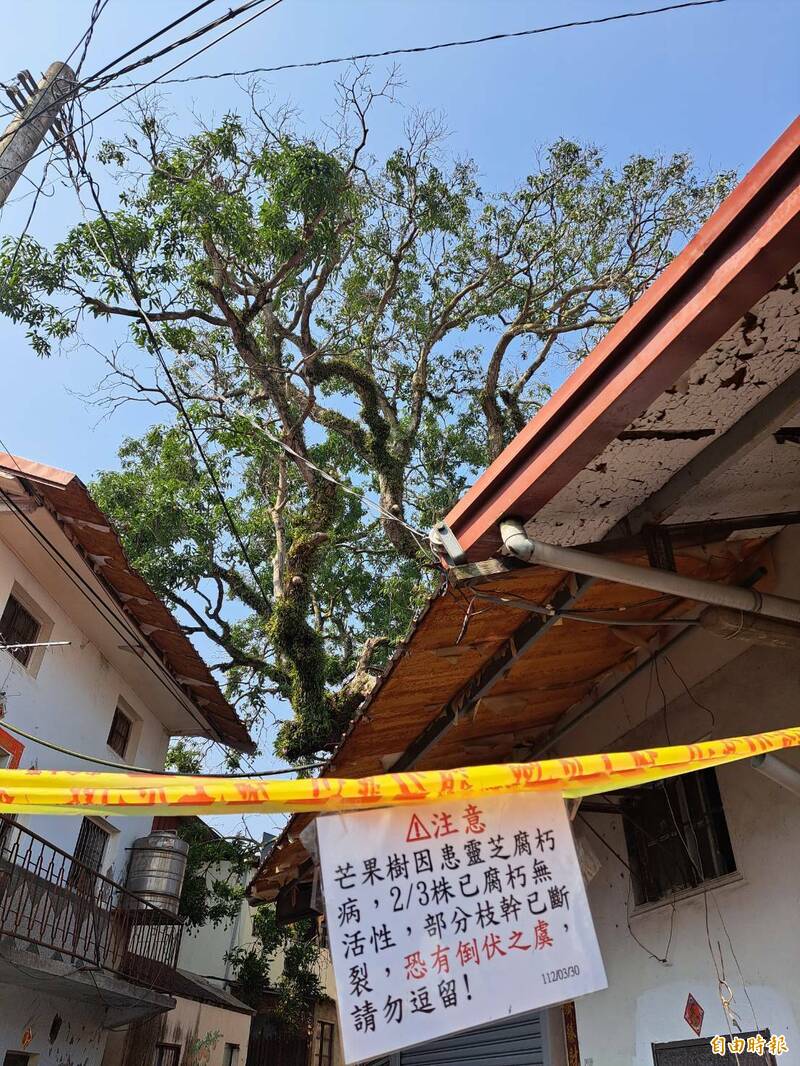 南投水里鄉玉峰村樹齡逾300年的芒果神木罹患靈芝腐朽病，樹木3分之2已腐朽，縣府評估後採取樹冠修枝，盼「減壓」能延續老樹生命。（記者劉濱銓攝）