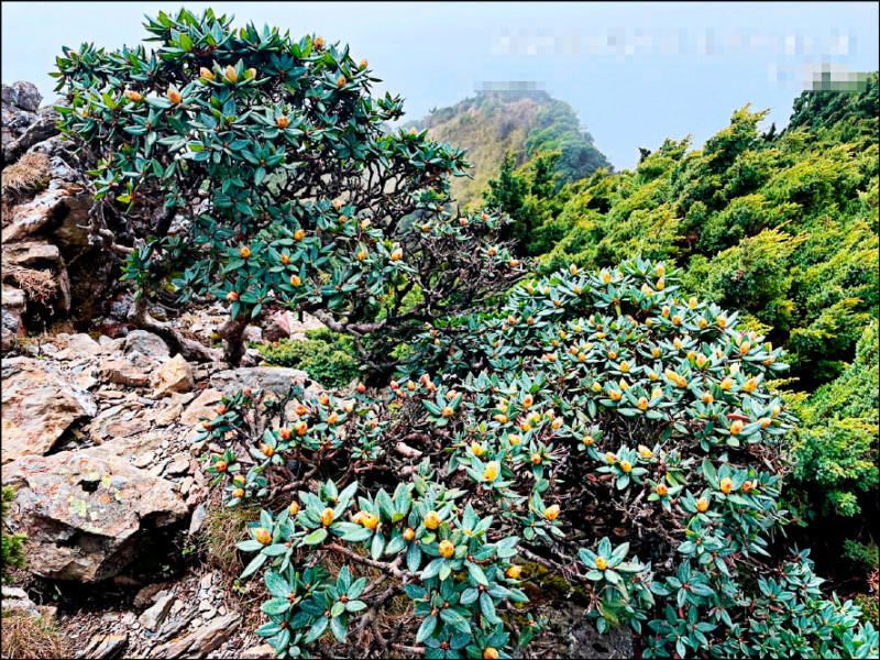 合歡東峰的高山杜鵑還含苞未放。（南投林管處提供）