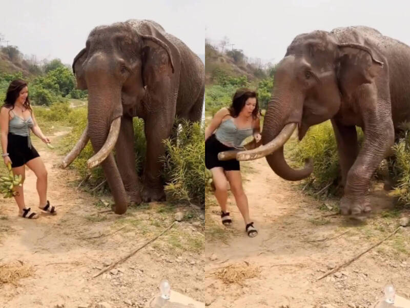 女子试着拿香蕉跟大象互动，结果遭到大象狠狠撞飞。（撷取自thedjfreshmaker Instagram）(photo:LTN)