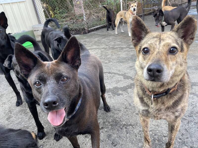 鼓勵民眾認養流浪動物，屏東縣將自5月1日起推出「認養屏東縣公立收容所特定犬隻補助首年保險」措施。（圖由屏縣府提供）