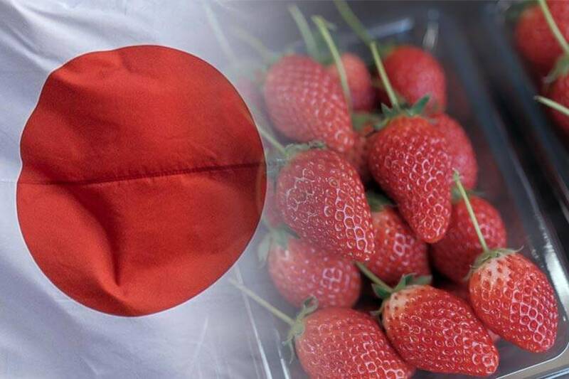 每年草莓季期間我國進口大量日本草莓，但農藥殘留違規率極高。圖與新聞事件無關。（法新社、彭博；本報合成）
