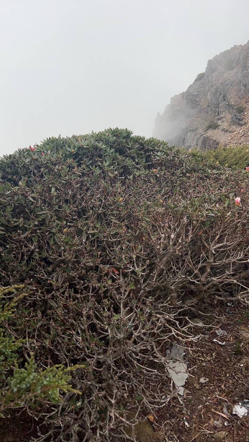 玉山主峰線高山區，今年玉山杜鵑受苦旱衝擊花開零星，就連玉山氣象站人員都說，在山區觀測氣象29年來，今年花況最慘。（圖由玉管處提供）