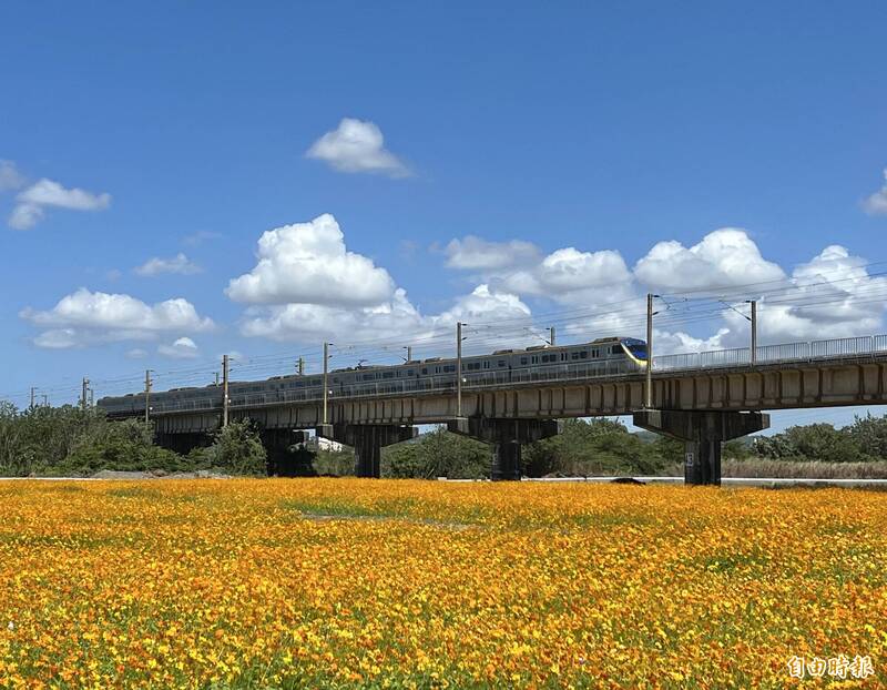 快來拍火車與花海，高屏舊鐵橋黃波斯菊本週末盛開。（記者羅欣貞攝）