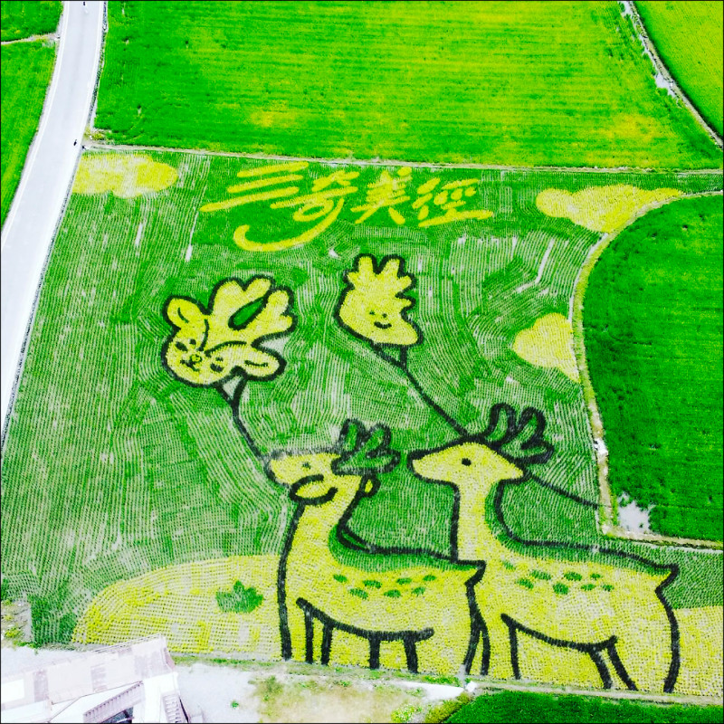 宜蘭縣冬山鄉三奇美徑彩繪稻田系列活動，今年以小鹿放風箏為主題。（冬山鄉公所提供）