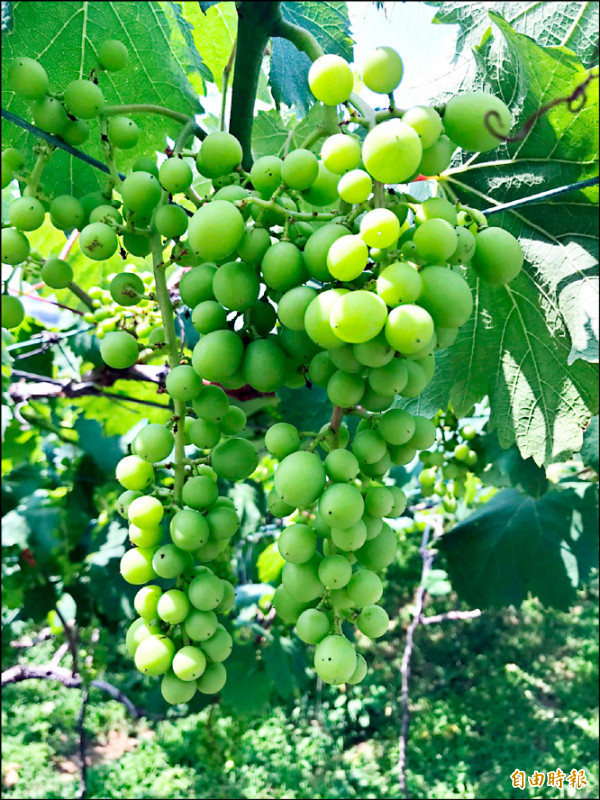 卓蘭發生「石葡萄」災情，農會初估至少4成受害。（記者蔡政珉攝）