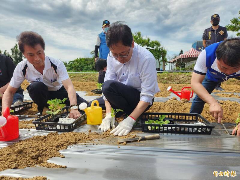 桃園市長張善政（前中）熟練地在農地種下西瓜苗。（記者周敏鴻攝）