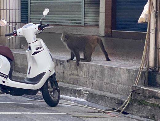 獼猴在騎樓發呆。（圖擷自我是東湖人（社團版））