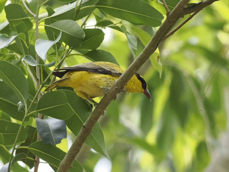 保育類鳥類朱鸝、黃鸝自2020年起，每年現身台南山上花園水道博物館。（盧怡旭攝，山上花園水道博物館提供）