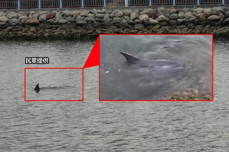 飛旋海豚游進大鵬灣。（民眾提供；本報合成）