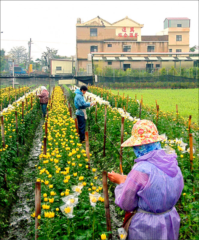 久旱逢乾霖！這波梅雨彰化縣受惠大，圖為田尾農民雨中採收菊花。（記者顏宏駿攝）