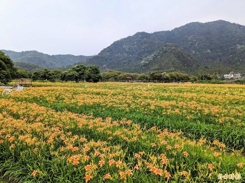 日月潭頭社盆地金針花「大爆花」，金橘色花海綿延至山腳下，搭配山林雪白油桐花，景象相當美麗。（記者劉濱銓攝）