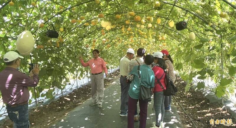 造橋南瓜季將登場，南瓜隧道、南瓜料理迎賓。（記者蔡政珉攝）