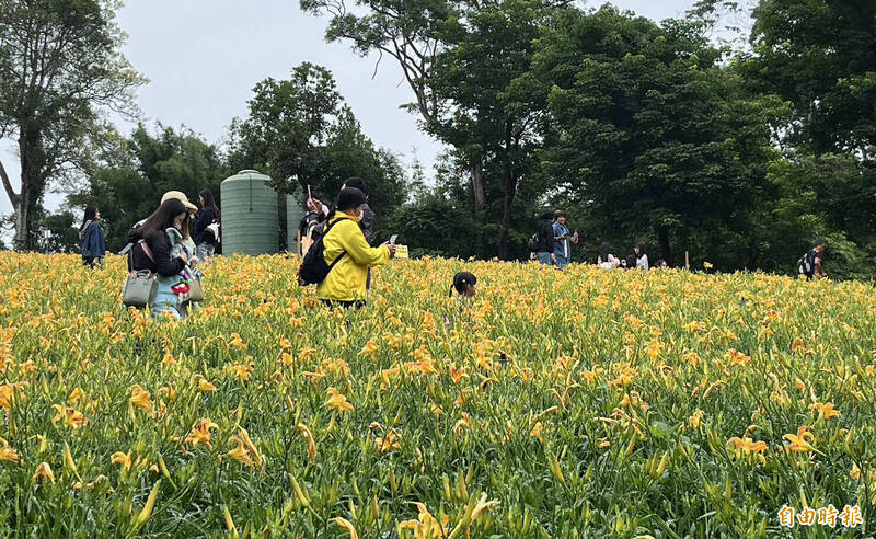 許多人帶著媽媽到桃園大溪百吉休閒農業體驗園區來欣賞金針花海。（記者李容萍攝）