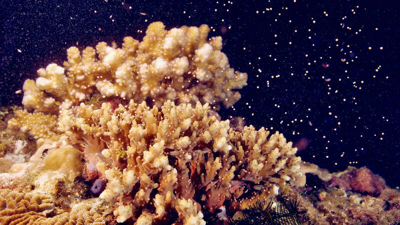 軸孔珊瑚產卵。（海生館提供）