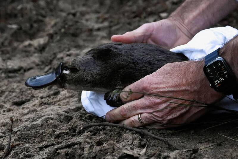 澳洲政府與保育團體合作，讓消失逾50年的鴨嘴獸重回新南威爾斯的皇家國家公園。（路透）